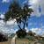🌳⭐⭐ TREE REMOVAL EXPERTS IN LAKELAND, FL ⭐⭐🌳 14 thumbnail
