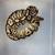 Ball python's 2 thumbnail