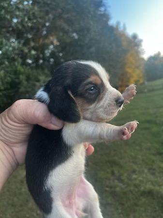 Beagle puppies (Banks)63931567000451120