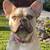 French Bulldog  adult 1 thumbnail