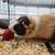Guinea pig 2 thumbnail