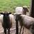 2 Ram Lambs 4 thumbnail