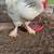 Brahma rooster chicken, Malaysian Seramas smallest chicken in world 2 thumbnail