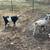 Nigerian Dwarf Bucklings 6 thumbnail