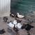 Geese 2 thumbnail