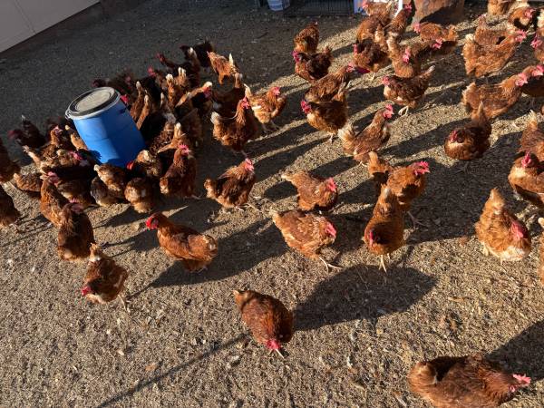 Laying hens / gallinas 1