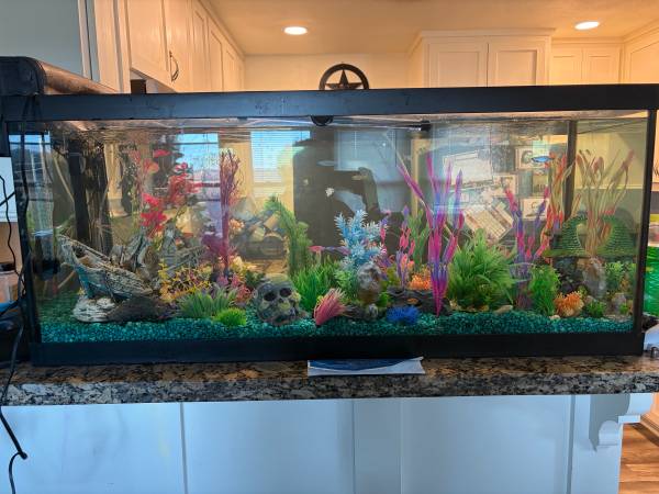 75 gallon fish tank 1