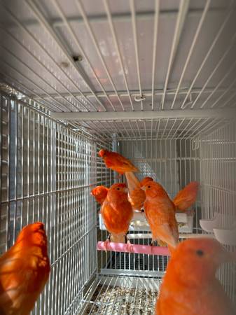 Canaries (Chicago)63844235079939120