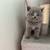 Scottish kittens 2 thumbnail