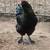 Free Black Olive Egger Rooster 1 thumbnail
