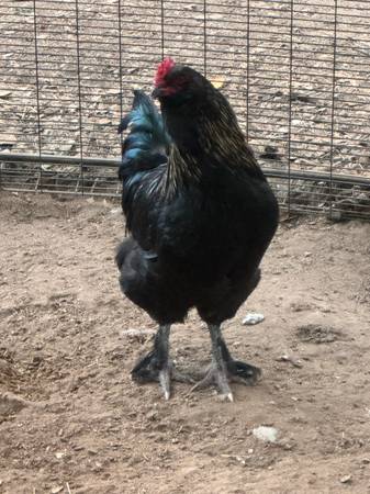 Free Black Olive Egger Rooster 1