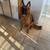 German Shepard 2 yrs well trained 1 thumbnail