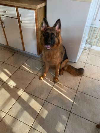 German Shepard 2 yrs well trained 1