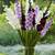 Gorgeous gladiola bulbs 2 thumbnail