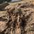 Carrillo's Stump Grinding**same day service available. 11 thumbnail
