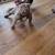 Micro bully 1 thumbnail