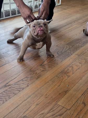 Micro bully 1