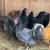 Rehoming Farm Animals - Chickens 7 thumbnail