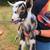 Nigerian Dwarf Goats 8 thumbnail