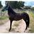 Paso mare 1 thumbnail