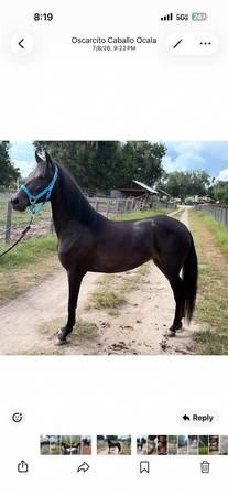 Paso mare 1