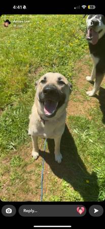 One year-old German Shepherd mixed dog (Aberdeen)63862434657281120