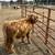 Midsize highland bulls 4 thumbnail