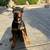 16 week Doberman puppy. 1 thumbnail