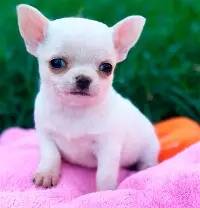 **********cachorro de chihuahua disponible para reubicación ************** (210-200-917two)