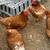 laying hens 2 thumbnail