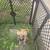 Pit bull 1 thumbnail