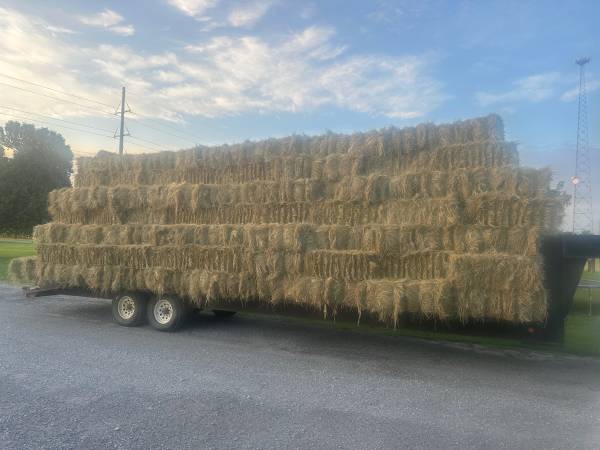 Small mixed grass square bales for sale sprayed and fertilized for hor 1