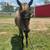 Yearling Roan Gelding 5 thumbnail