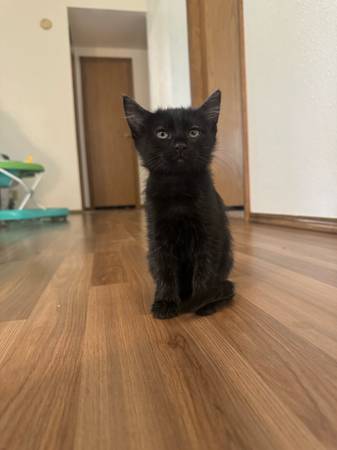 Rehoming 2 sweet kitties (Connell)63851204799489120