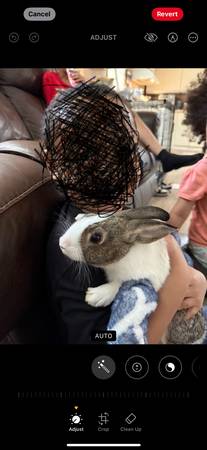 Mini Rex rabbit (Sanford NC)63980446142467122