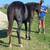 AQHA black coming 2yr old -trades 15 thumbnail