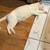 Russian white cat 5 thumbnail