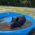 Pigs 1 thumbnail