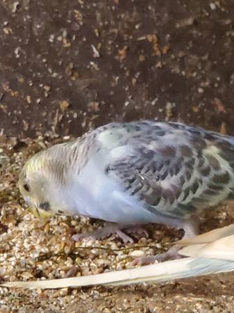 Parakeets for rehoming (mountain view)