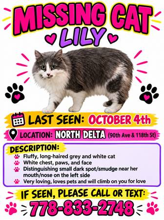 Missing Cat 1