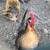 Bantam hens 7 thumbnail