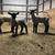 Show lambs (wethers) 1 thumbnail