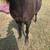 Broke gelding pony 6 thumbnail