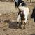 NIGERIAN DWARF HERD 8 thumbnail