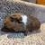 Guinea Pigs 1 thumbnail