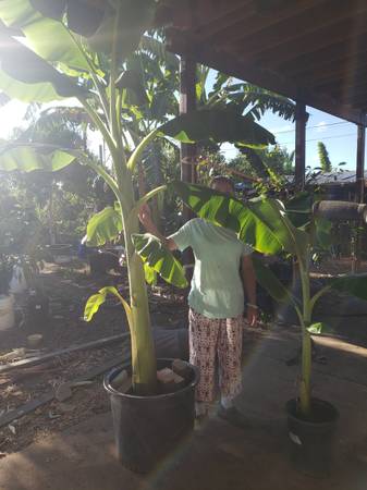 Banana tree Java plant 1