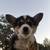 Pembroke Welsh Corgi puppies 2 thumbnail