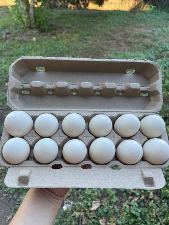 Duck Eggs 1