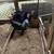 Turkeys 2 thumbnail