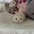 Netherland Dwarf Miniature Bunny Bunnies Rabbit 5 thumbnail